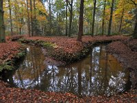 NL, Noord-Brabant, Oirschot, Landgoed De Baest S of Wilhelminakanaal 9, Saxifraga-Tom Heijnen