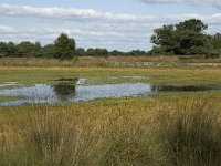 NL, Noord-Brabant, Oirschot, Landschotsche Heide 1, Saxifraga-Jan van der Straaten