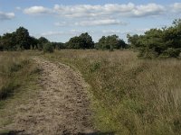 NL, Noord-Brabant, Oirschot, Landschotsche Heide 11, Saxifraga-Jan van der Straaten