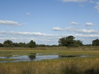 NL, Noord-Brabant, Oirschot, Landschotsche Heide 3, Saxifraga-Jan van der Straaten