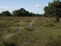 NL, Noord-Brabant, Oirschot, Landschotsche Heide 5, Saxifraga-Jan van der Straaten