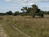 NL, Noord-Brabant, Oirschot, Landschotsche Heide 7, Saxifraga-Jan van der Straaten