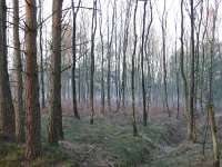 NL, Noord-Brabant, Oirschot, Landschotse Heide 1, Saxifraga-Tom Heijnen