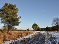 NL, Noord-Brabant, Oirschot, Landschotse Heide 11, Saxifraga-Tom Heijnen