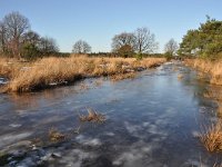 NL, Noord-Brabant, Oirschot, Landschotse Heide 12, Saxifraga-Tom Heijnen