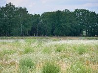 NL, Noord-Brabant, Oirschot, Landschotse Heide 15, Saxifraga-Tom Heijnen