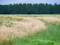 NL, Noord-Brabant, Oirschot, Landschotse Heide 16, Saxifraga-Tom Heijnen