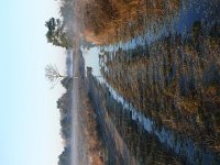 NL, Noord-Brabant, Oirschot, Landschotse Heide 3, Saxifraga-Tom Heijnen