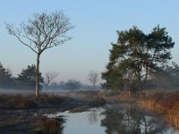 NL, Noord-Brabant, Oirschot, Landschotse Heide 4, Saxifraga-Tom Heijnen