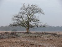 NL, Noord-Brabant, Oirschot, Landschotse Heide 7, Saxifraga-Tom Heijnen