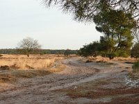 NL, Noord-Brabant, Oirschot, Landschotse Heide 8, Saxifraga-Tom Heijnen