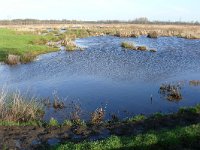 NL, Noord-Brabant, Oirschot, Logtse Baan 2, Saxifraga-Tom Heijnen