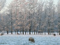 NL, Noord-Brabant, Oirschot, Mortelen 5, Saxifraga-Tom Heijnen