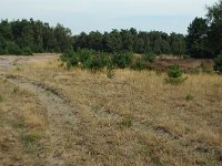 NL, Noord-Brabant, Oirschot, Oirschotse Heide 6, Saxifraga-Jaap Bouwman : stuizand2