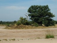 NL, Noord-Brabant, Oirschot, Oirschotse Heide 7, Saxifraga-Jaap Bouwman : stuizand2