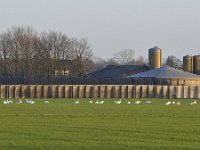 NL, Noord-Brabant, Oirschot, Paardse Heide 2, Saxifraga-Tom Heijnen