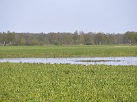 NL, Noord-Brabant, Oirschot, Spreeuwelsche Heide near Liesdijk 1, Saxifraga-Tom Heijnen