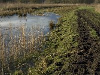 NL, Noord-Brabant, Oirschot, Westelbeersche Broek 12, Saxifraga-Jan van der Straaten