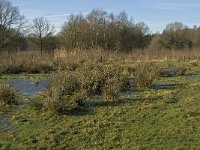 NL, Noord-Brabant, Oirschot, Westelbeersche Broek 14, Saxifraga-Jan van der Straaten