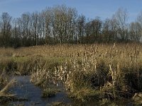 NL, Noord-Brabant, Oirschot, Westelbeersche Broek 16, Saxifraga-Jan van der Straaten