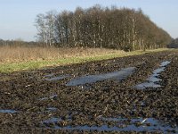 NL, Noord-Brabant, Oirschot, Westelbeersche Broek 19, Saxifraga-Jan van der Straaten