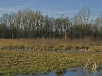 NL, Noord-Brabant, Oirschot, Westelbeersche Broek 8, Saxifraga-Jan van der Straaten