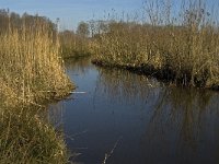 NL, Noord-Brabant, Oirschot, Westelbeersche Broek, Beerze 3, Saxifraga-Jan van der Straaten