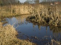 NL, Noord-Brabant, Oirschot, Westelbeersche Broek, Beerze 6, Saxifraga-Jan van der Straaten