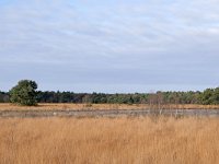 NL, Noord-Brabant, Oirschot, Withollandven in Landschotse Heide 4, Saxifraga-Tom Heijnen