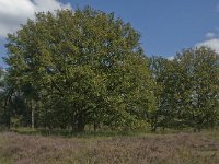 NL, Noord-Brabant, Oisterwijk, Balsvoort 4, Saxifraga-Marijke Verhagen