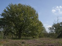 NL, Noord-Brabant, Oisterwijk, Balsvoort 5, Saxifraga-Marijke Verhagen