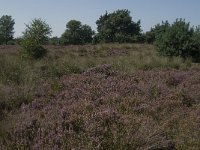 NL, Noord-Brabant, Oisterwijk, Belverse Baan 2, Saxifraga-Jan van der Straaten