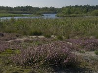 NL, Noord-Brabant, Oisterwijk, Belversven 8, Saxifraga-Jan van der Straaten