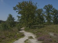 NL, Noord-Brabant, Oisterwijk, Belversven 9, Saxifraga-Jan van der Straaten