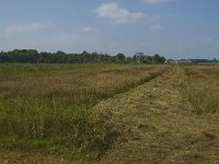 NL, Noord-Brabant, Oisterwijk, De Gement 3, Saxifraga-Jan van der Straaten