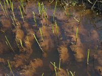 NL, Noord-Brabant, Oisterwijk, De Gement 6, Saxifraga-Jan van der Straaten