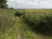 NL, Noord-Brabant, Oisterwijk, Den Opslag 5, Saxifraga-Jan van der Straaten