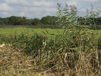 NL, Noord-Brabant, Oisterwijk, Den Opslag 6, Saxifraga-Jan van der Straaten