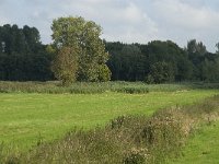 NL, Noord-Brabant, Oisterwijk, Den Opslag 7, Saxifraga-Jan van der Straaten