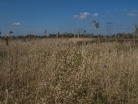 NL, Noord-Brabant, Oisterwijk, Gementsdijk 2, Saxifraga-Jan van der Straaten