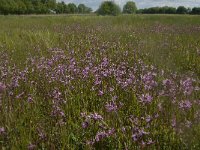 NL, Noord-Brabant, Oisterwijk, Helsbroek 3, Saxifraga-Jan van der Straaten