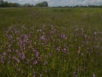 NL, Noord-Brabant, Oisterwijk, Helsbroek 6, Saxifraga-Jan van der Straaten