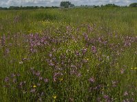 NL, Noord-Brabant, Oisterwijk, Helsbroek 7, Saxifraga-Jan van der Straaten