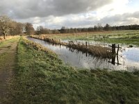 NL, Noord-Brabant, Oisterwijk, Hoevensesteeg 9, Saxifraga-Jan van der Straaten