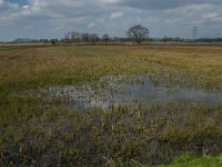 NL, Noord-Brabant, Oisterwijk, Kasteeldreef 2, Saxifraga-Jan van der Straaten