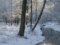 NL, Noord-Brabant, Oisterwijk, Rosep 10, Saxifraga-Jan van der Straaten