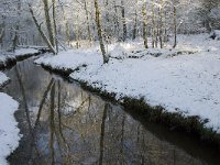 NL, Noord-Brabant, Oisterwijk, Rosep 13, Saxifraga-Jan van der Straaten