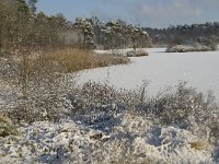 NL, Noord-Brabant, Oisterwijk, Voorste Goorven 1, Saxifraga-Jan van der Straaten