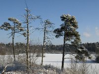 NL, Noord-Brabant, Oisterwijk, Voorste Goorven 14, Saxifraga-Jan van der Straaten