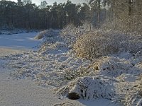 NL, Noord-Brabant, Oisterwijk, Voorste Goorven 15, Saxifraga-Jan van der Straaten